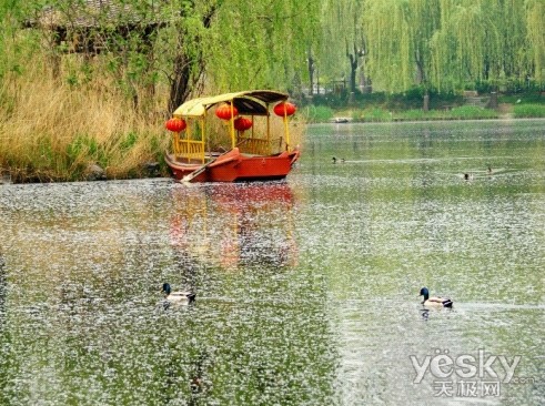 美景柳絮飞 驴友外拍三星存储卡来助阵