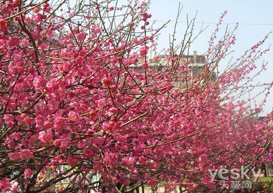 带上相机踏青 金士顿SD10V相机卡春游正当时